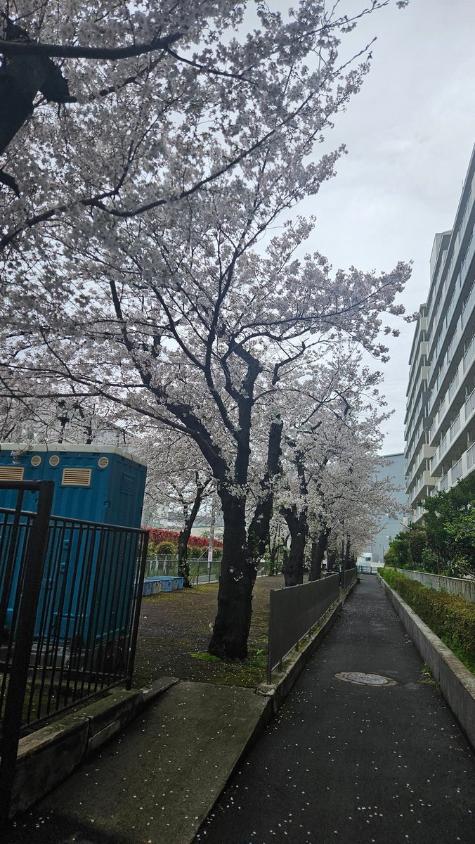 黒薔薇月季🌙🌹 tweet media