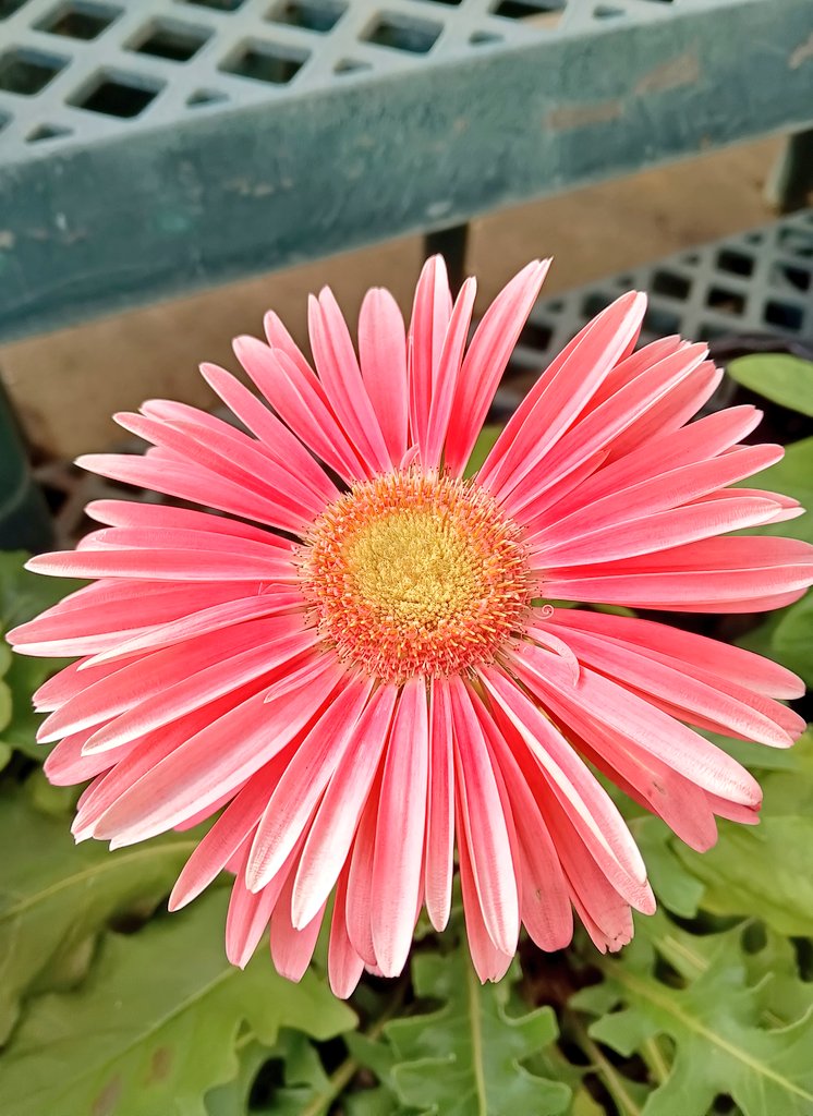 ジーパン😊🌸君がいつでも帰って来られるように💗💙 tweet media