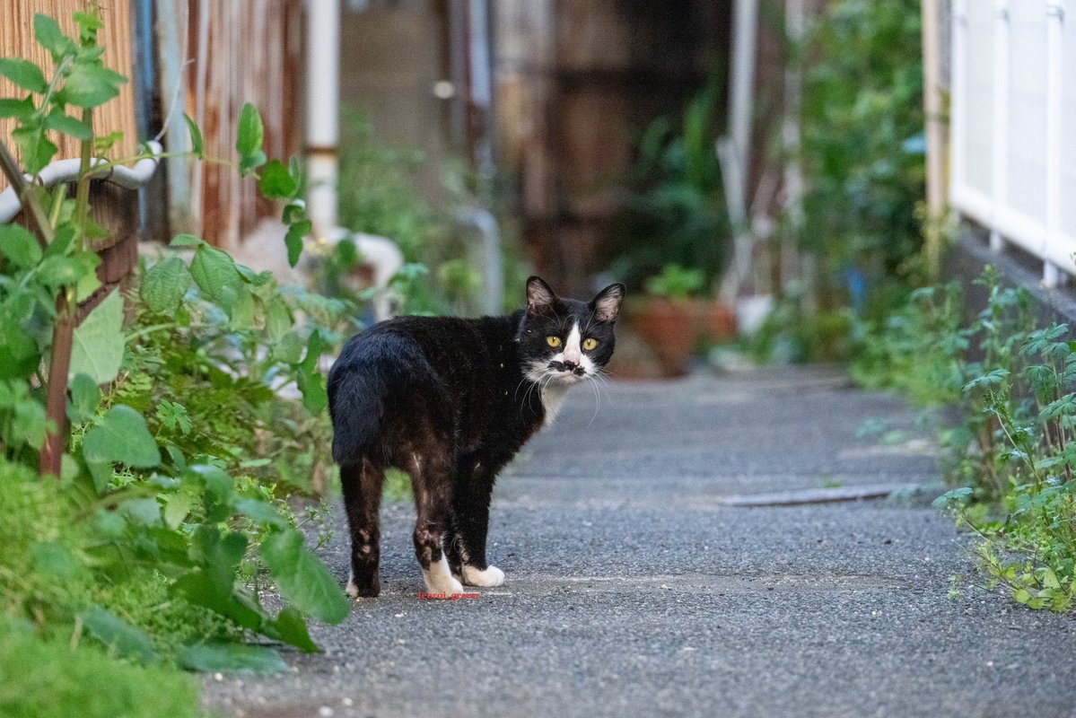 🐈りーろい🐈 tweet media