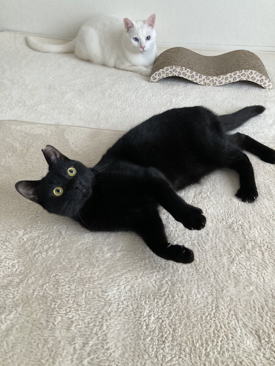 HIROTAKAfeat萌華(HORIZON) tweet media