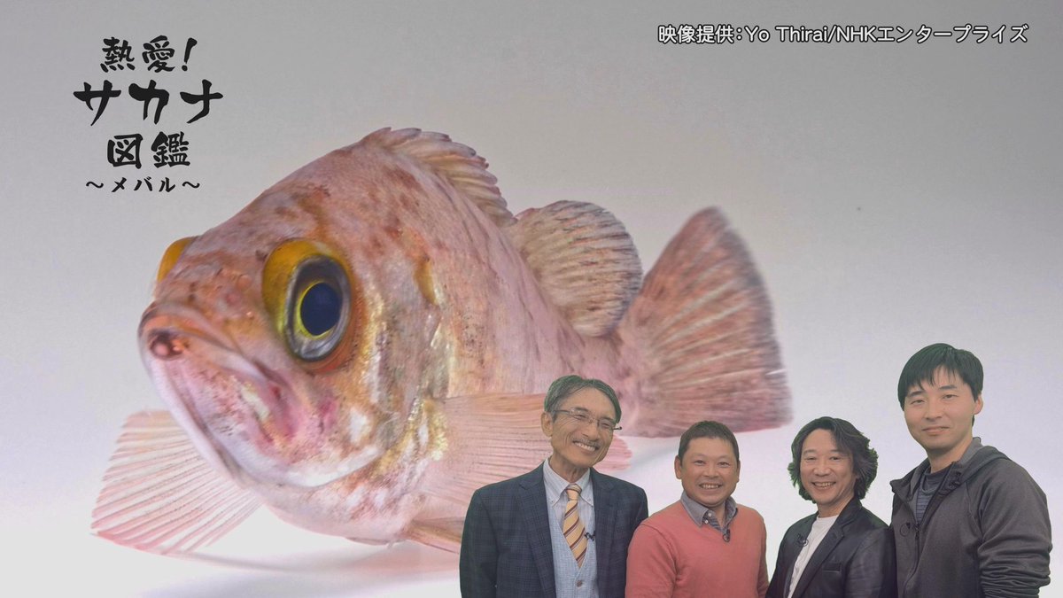 ama＠ゴンズイ芸人 tweet media