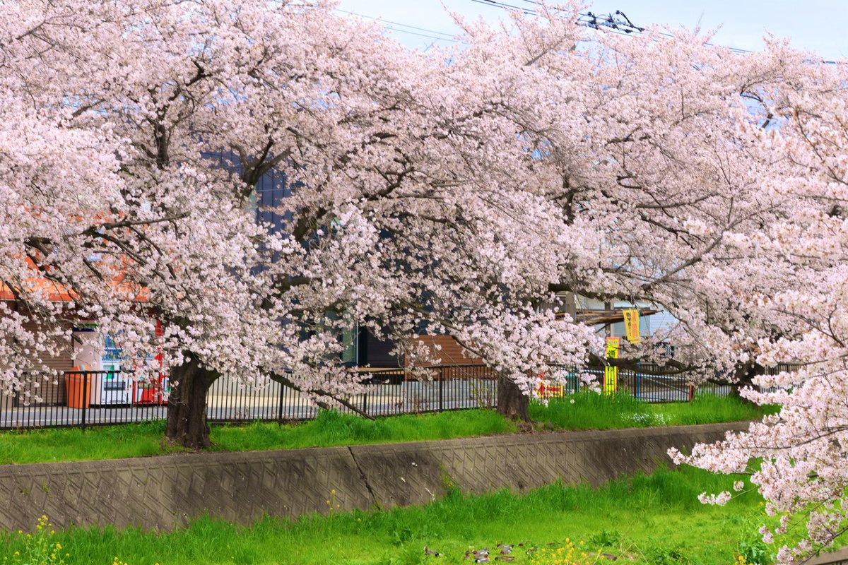新河岸川