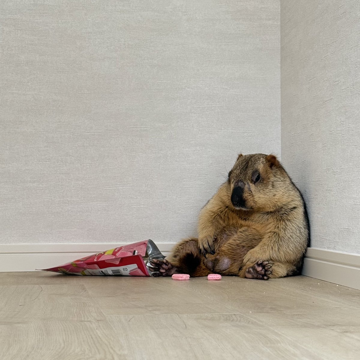 ドクターマーモット tweet media