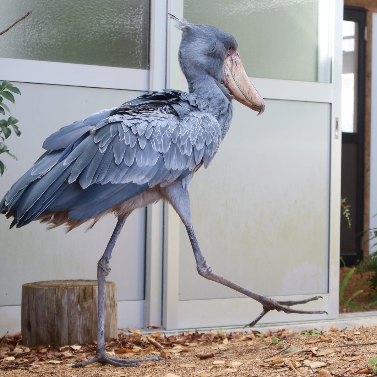 松江フォーゲルパーク tweet media