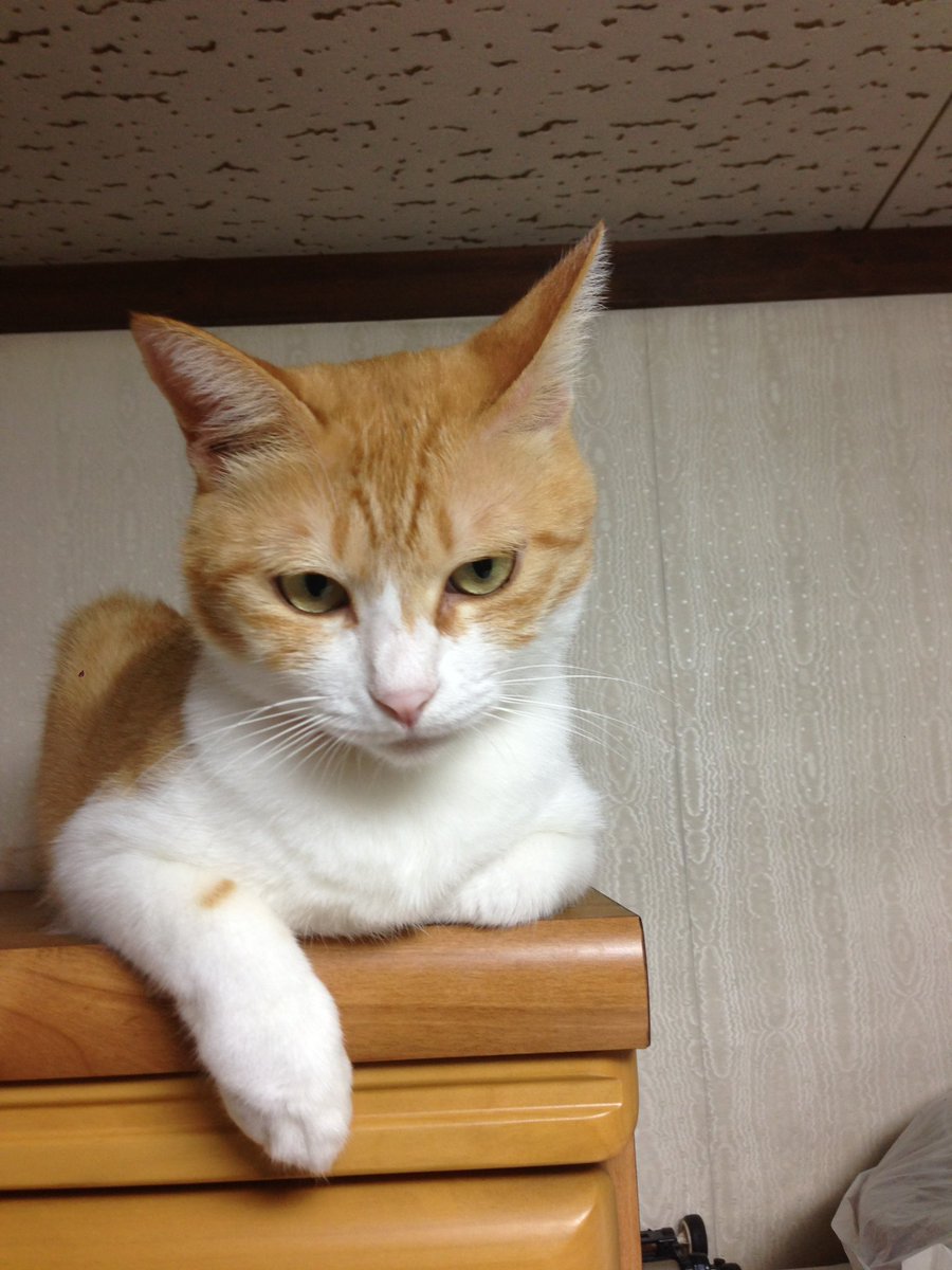 らいよｎフィジカル tweet media