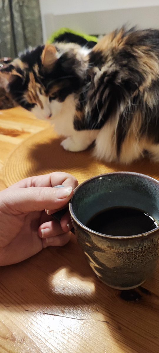 vildvittran tweet media