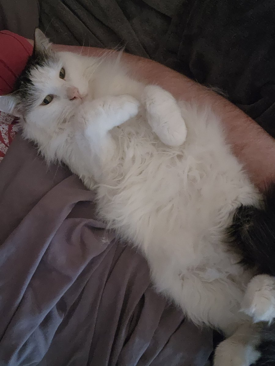 Parroty the parody parrot (parody) tweet media