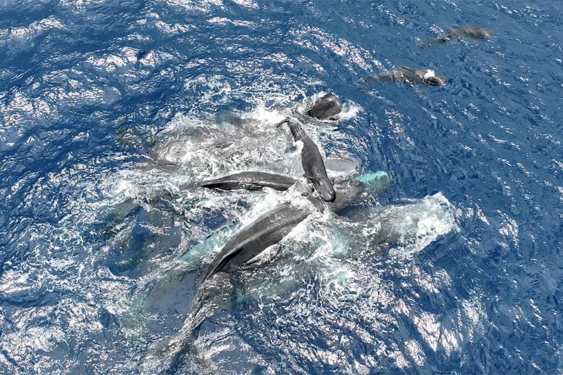 오리넉울 tweet media