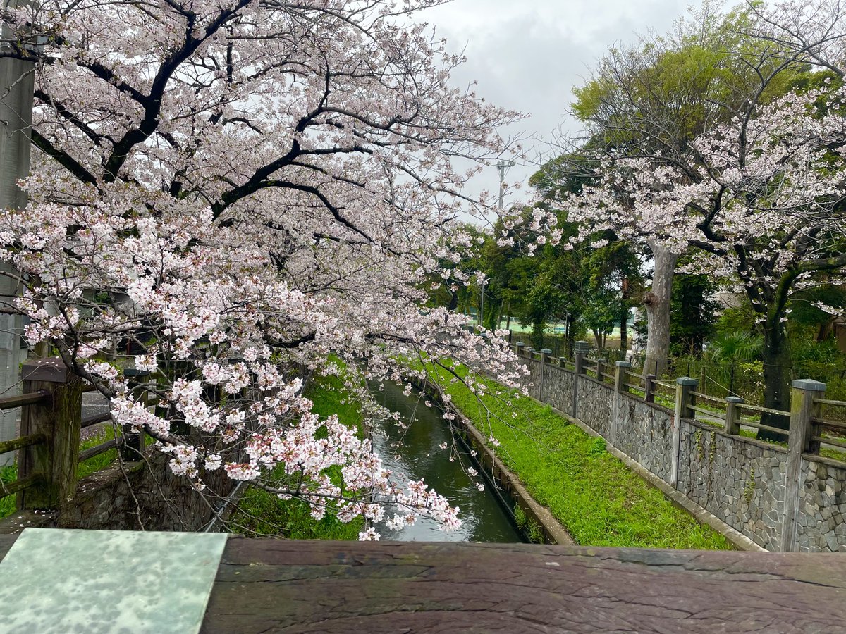 2026/4/1水曜日
今朝の真間川の🌸です

今年度もよろしくお願いいたします

#市川市　#本八幡　#真間川
#ウエダビジネス