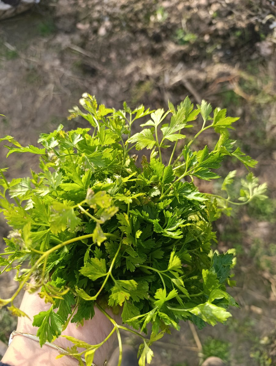 Banu Çolak tweet media