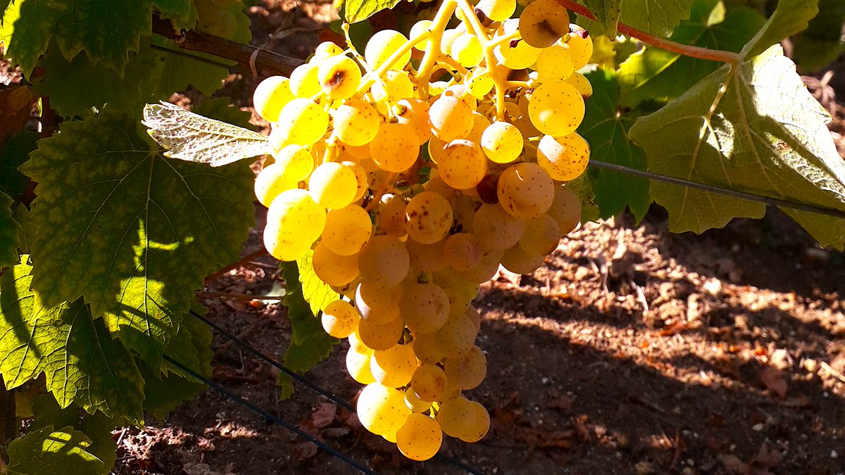 wineworldnews's tweet image. Pinot, Chardonnay, Voltis? Champagne Experiments with New Grape tinyurl.com/36mrcy8z via @WineSpectator #champagne #wineworldnews