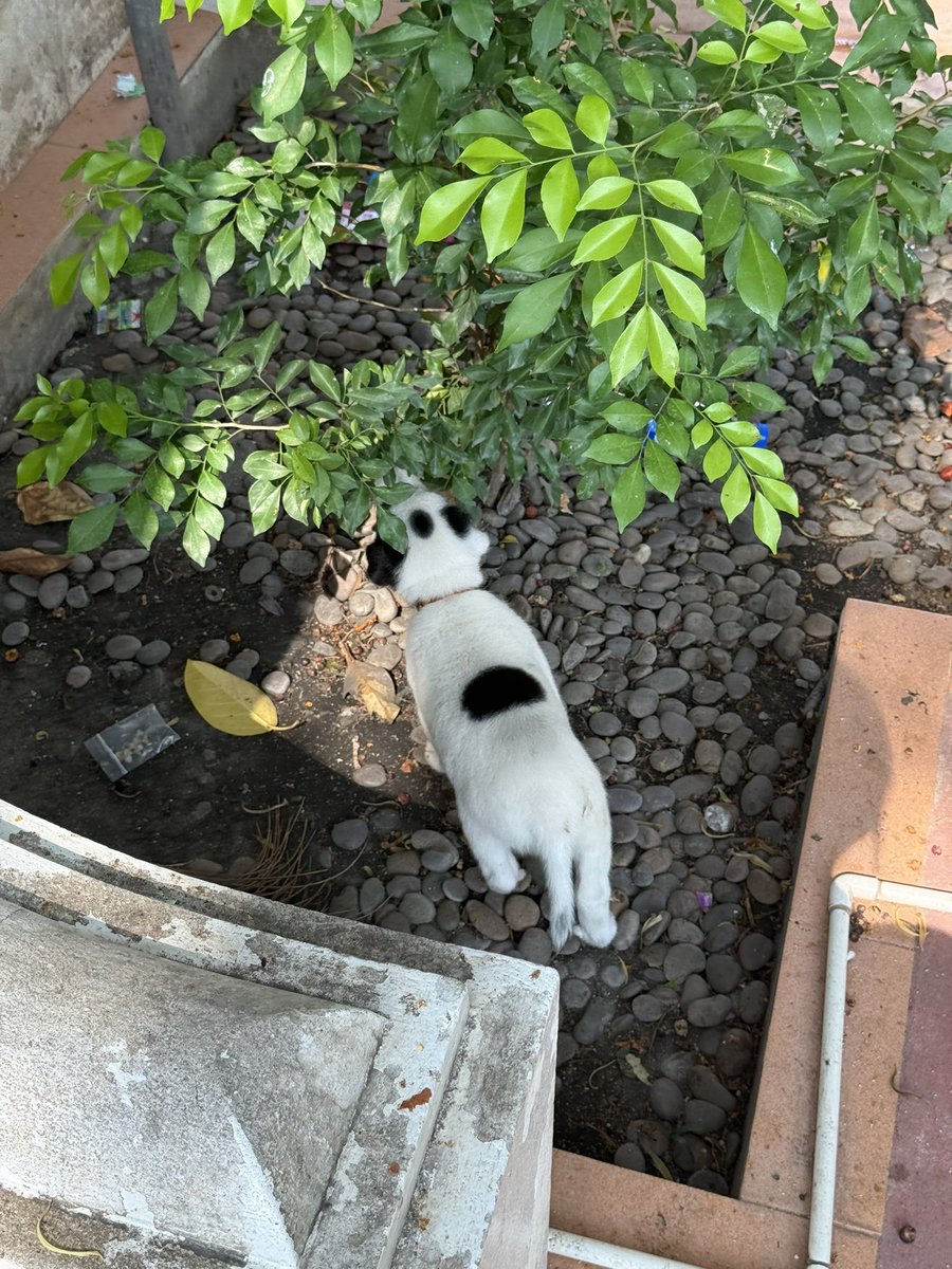 จองชุดฝากถวาย ทักไลน์ @ ค่า 🕉🕉 tweet media