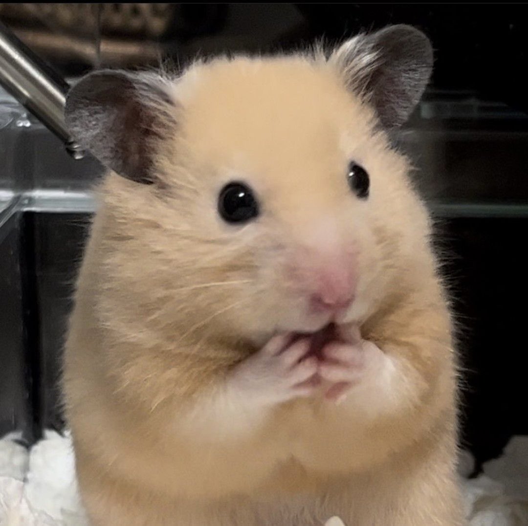 naky as cats 🐈‍⬛ tweet media