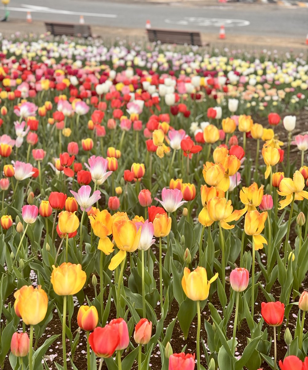 東京ドイツ村 tweet media