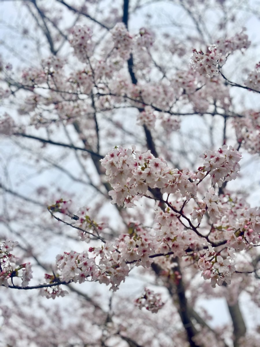 東京ドイツ村 tweet media