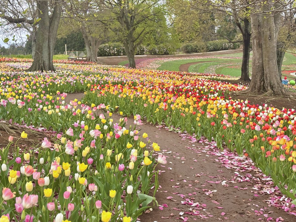 東京ドイツ村 tweet media