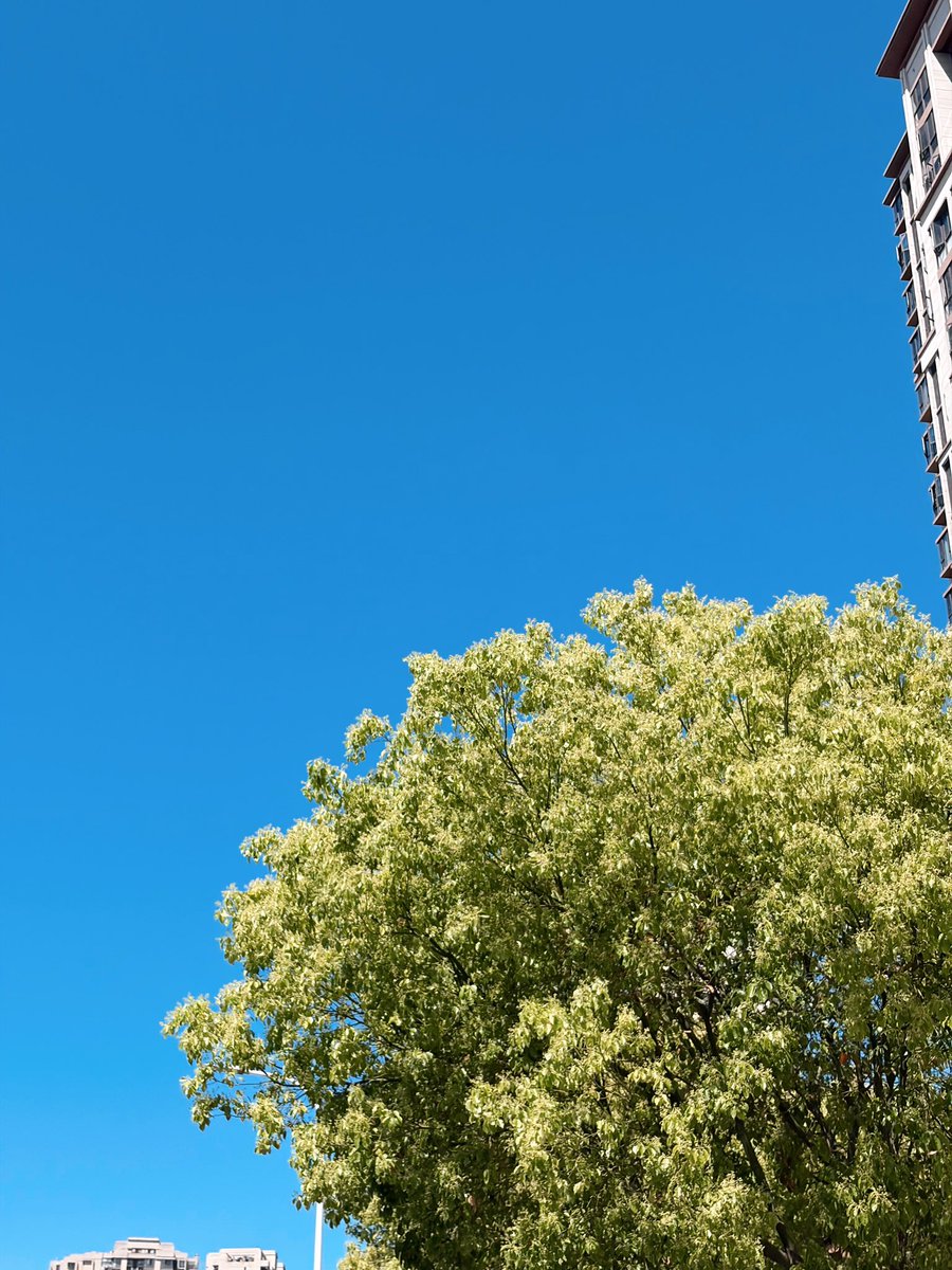 甲安蝶聆 tweet media