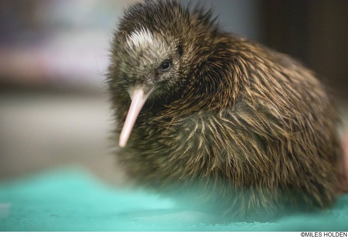 ニュージーランド政府観光局 tweet media