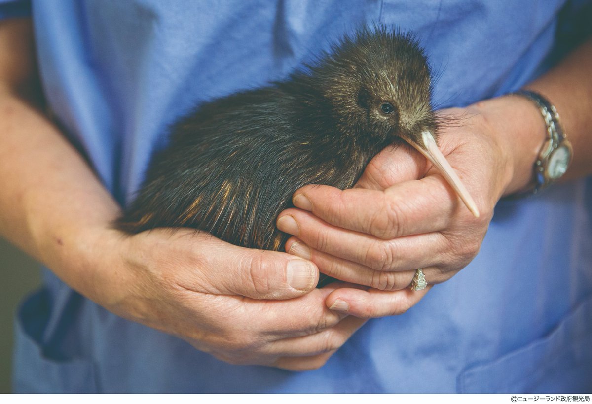 ニュージーランド政府観光局 tweet media