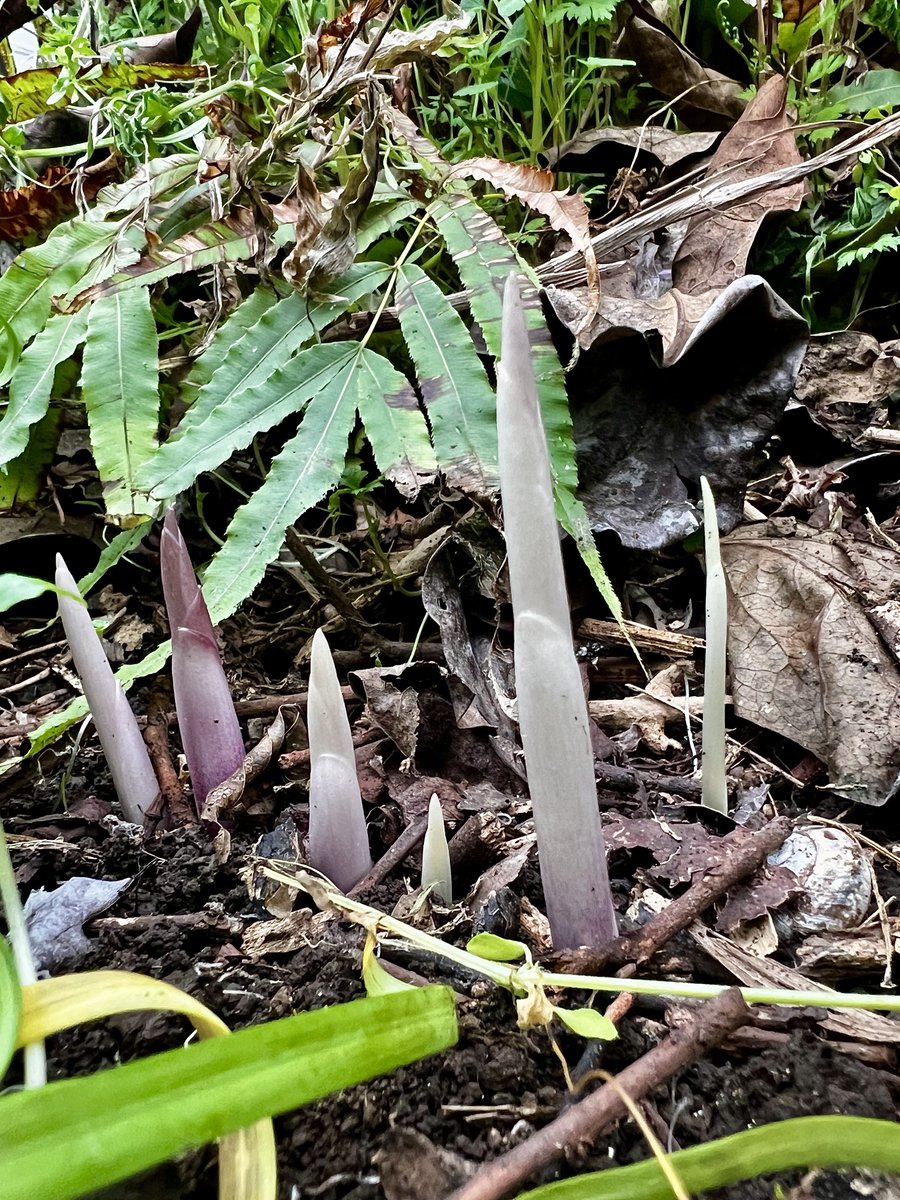 もももぐら tweet media