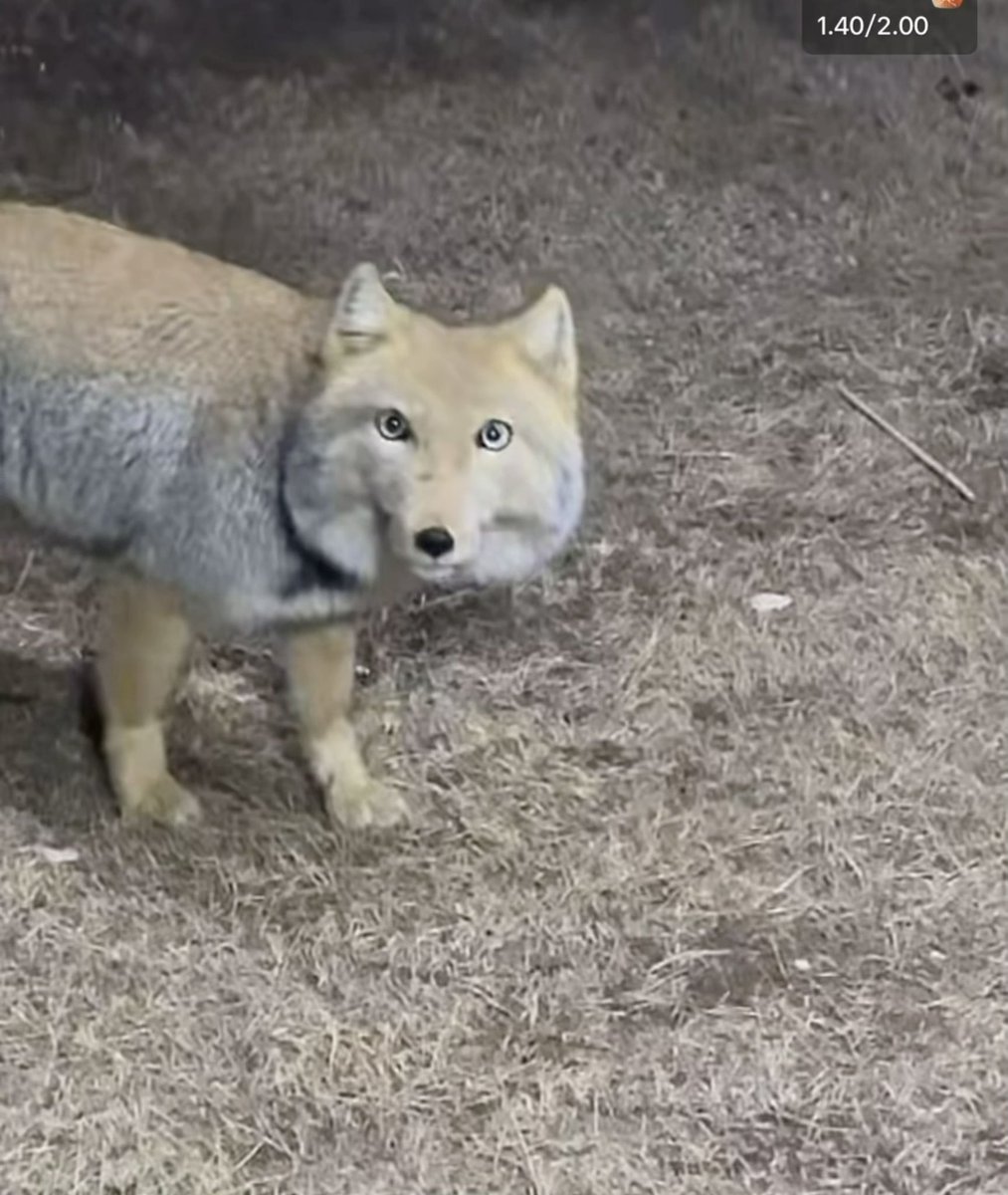 모구모구🍄 tweet media