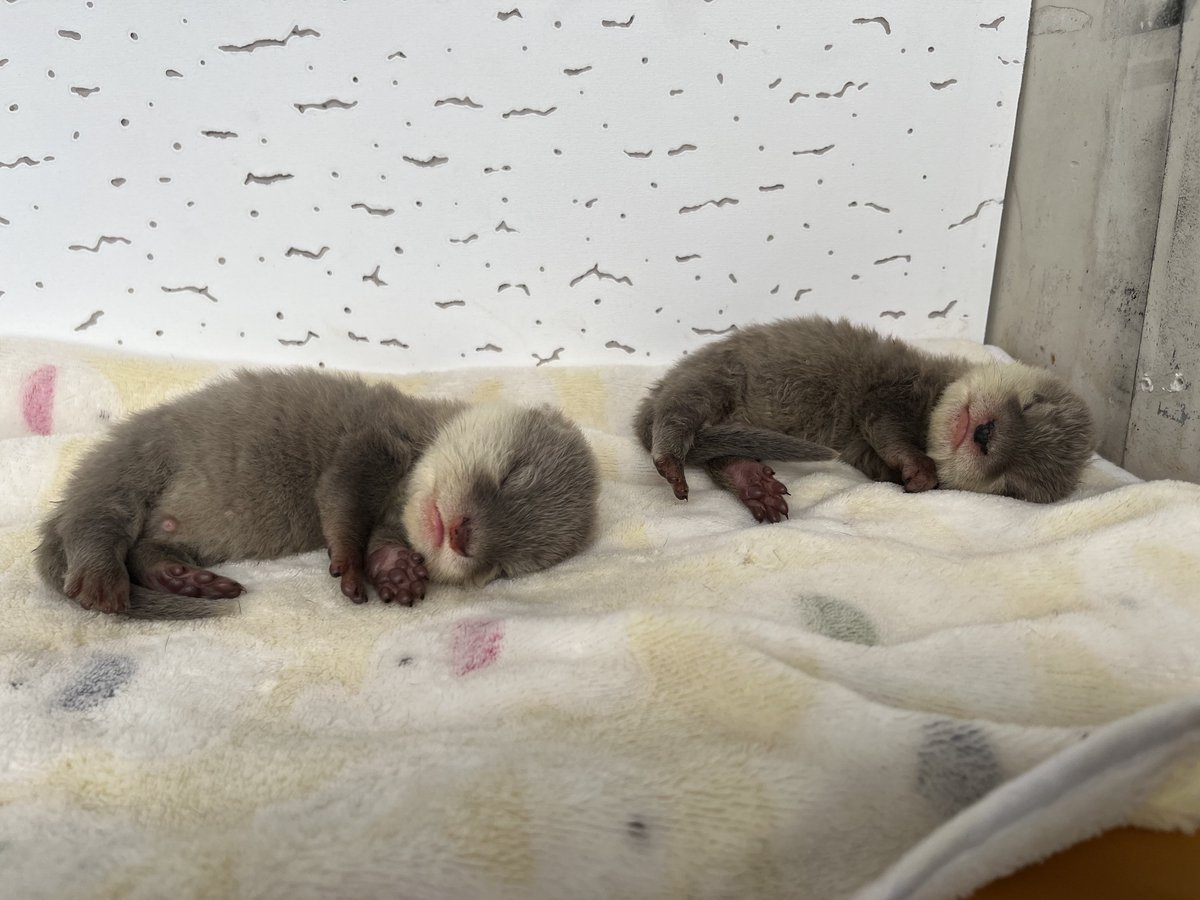 新屋島水族館飼育員 tweet media