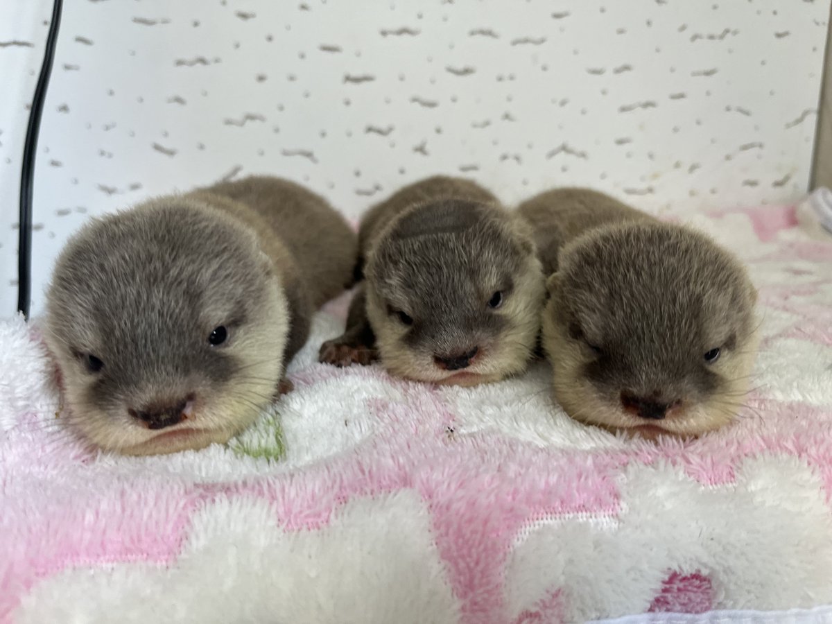 新屋島水族館飼育員 tweet media