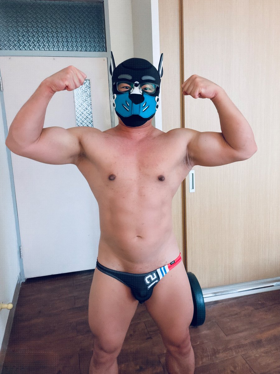 maxwell shiba tweet media
