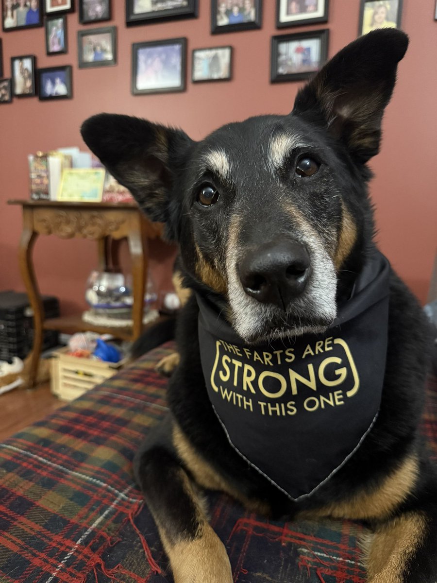 Minnie🐈‍⬛Molly🐶Neville🌈 🐾 and Heather 🇨🇦 tweet media