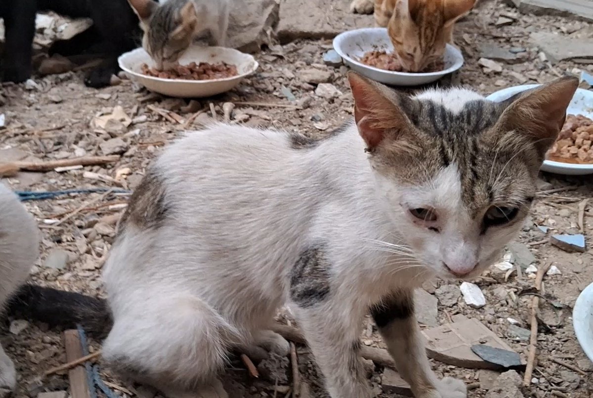 AnimalFriendsAF's tweet photo. Every day we see it in front of us. Our children are tired, hungry, and carrying more than they should, and our cats, these small lives that depend on us, are getting weaker day after day. This is not something we can hide or ignore anymore. It hurts us deeply to watch this and feel that what we have is no longer enough.
We are just parents trying to take care of our families and the lives we are responsible for, but today even the basics feel out of reach. Watching them struggle while we stand with so little is a pain we cannot explain, and that is why we truly need your help. Anything you give can make a real difference, a meal, a moment of relief, a small chance to keep going. Right now, we are holding on with whatever support we can find. 🙏🐾🚨
‼️ GoFundMe for AFS Families:
https://t.co/LpGyUdLUcq
‼️ GoFundMe for AFS Furs:
https://t.co/dzmACWl78i
‼️ PayPal link is mentioned in our bio