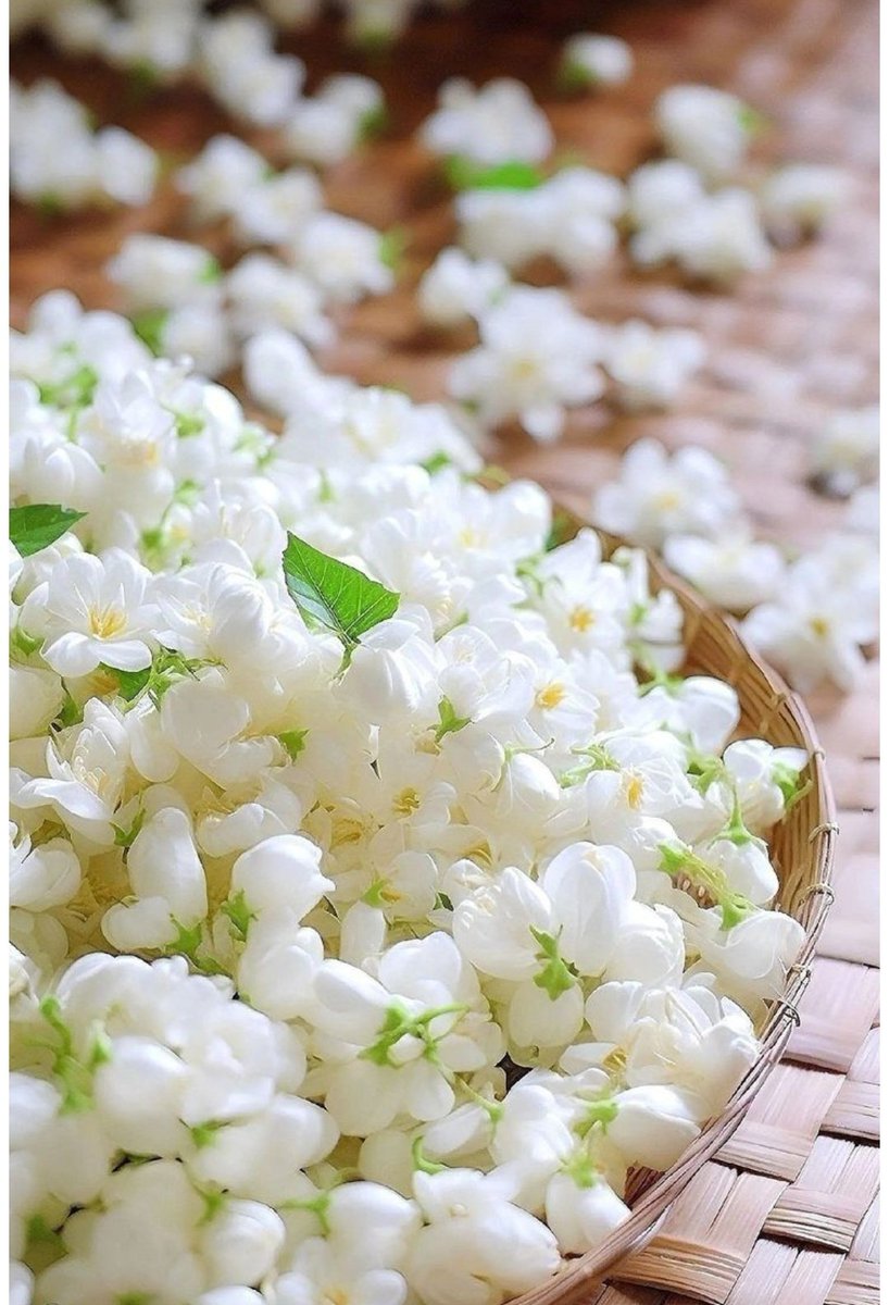 𝐭𝐚𝐧𝐮 (ثانو) tweet media