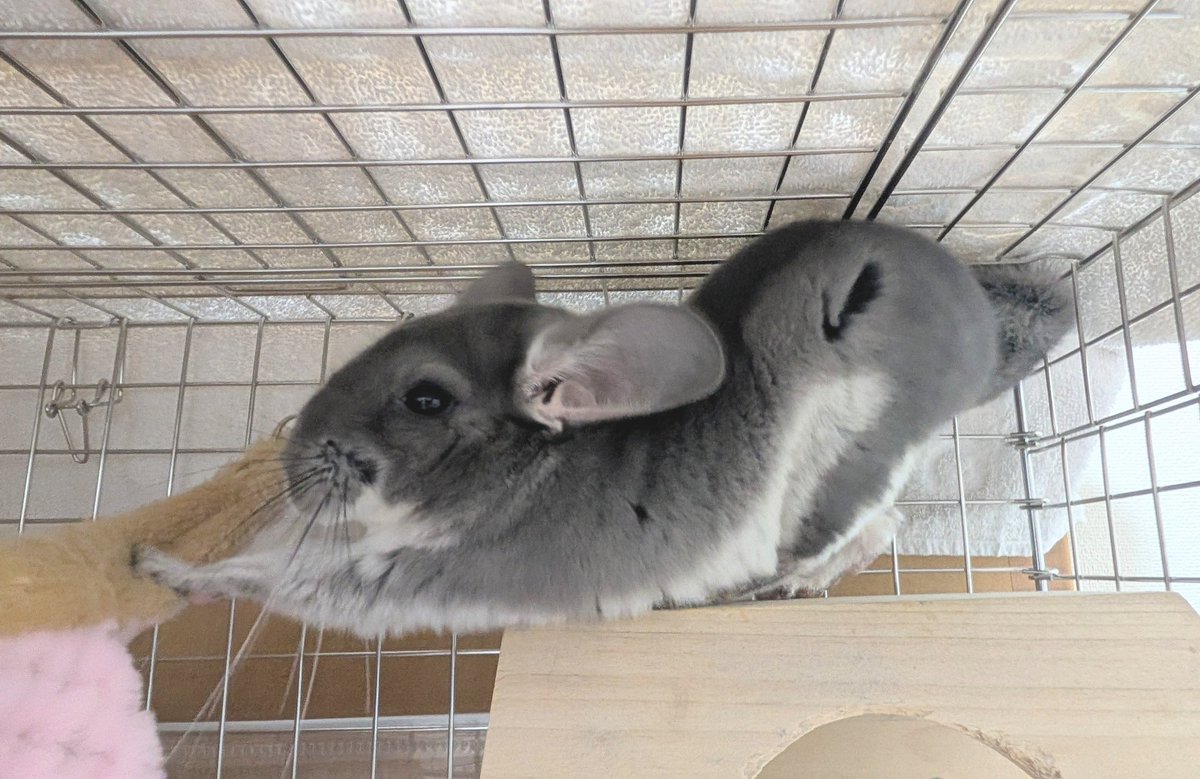 けだまちゃん🐭 tweet media