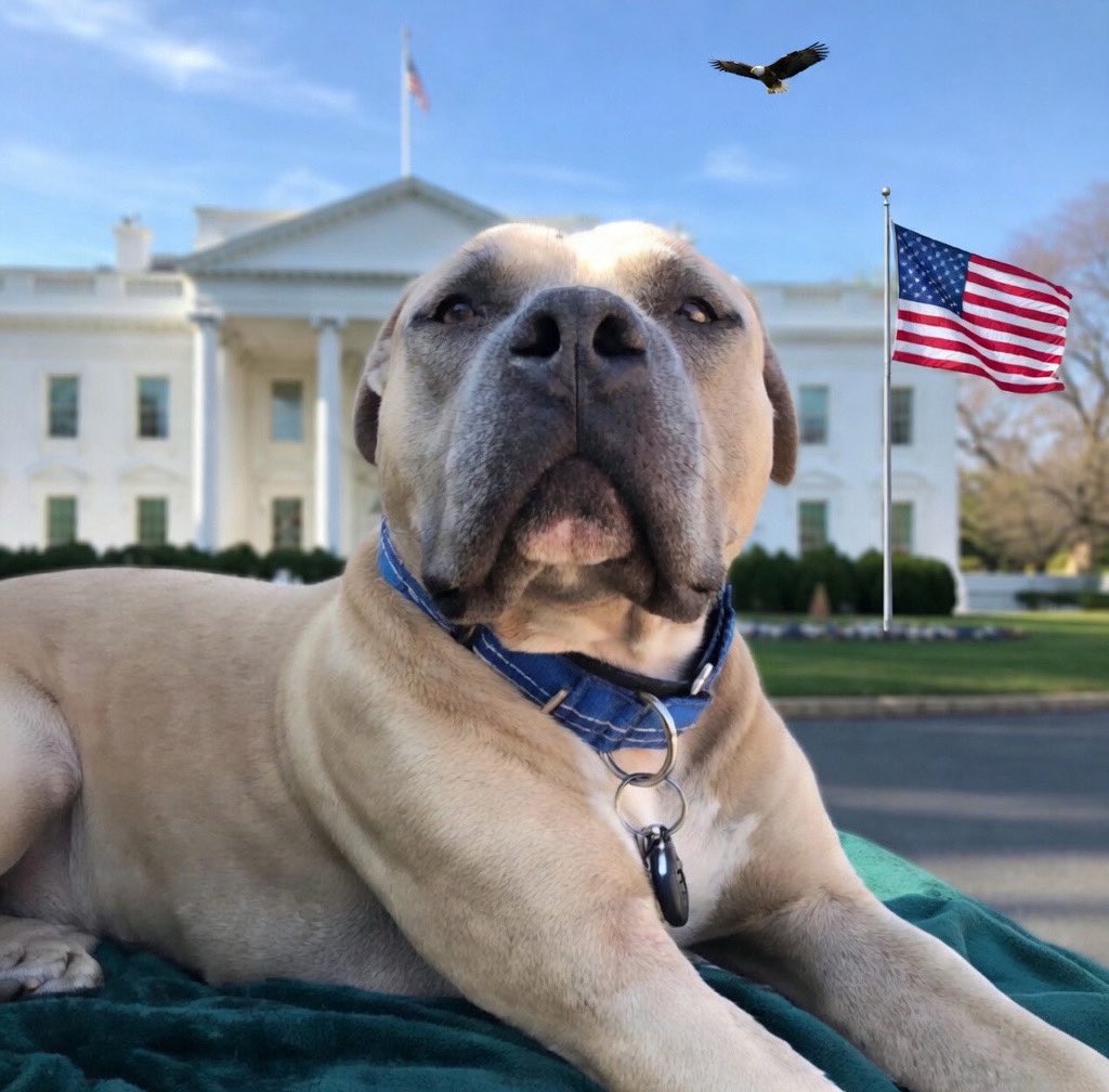 kittyhawk2 tweet media