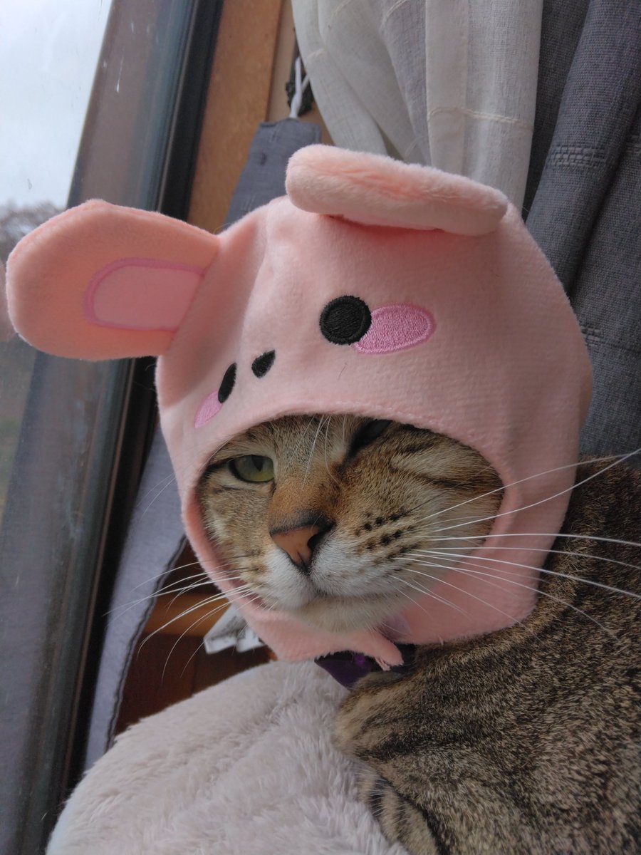 ✨✨ランチタイムにゃんたまω✨✨

にゃんたま君はひっくり返ったり爪研ぎをしながら見せつけてくれるサービス精神が豊富な猫ちゃんですω✨

ウサギの被り物を被せたら10分くらい気付かずそのまま過ごしてました😻