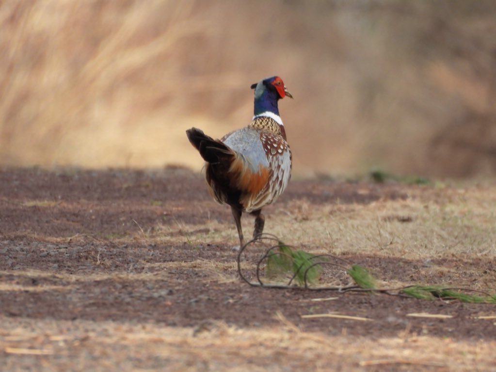 mima 𓅮 tweet media