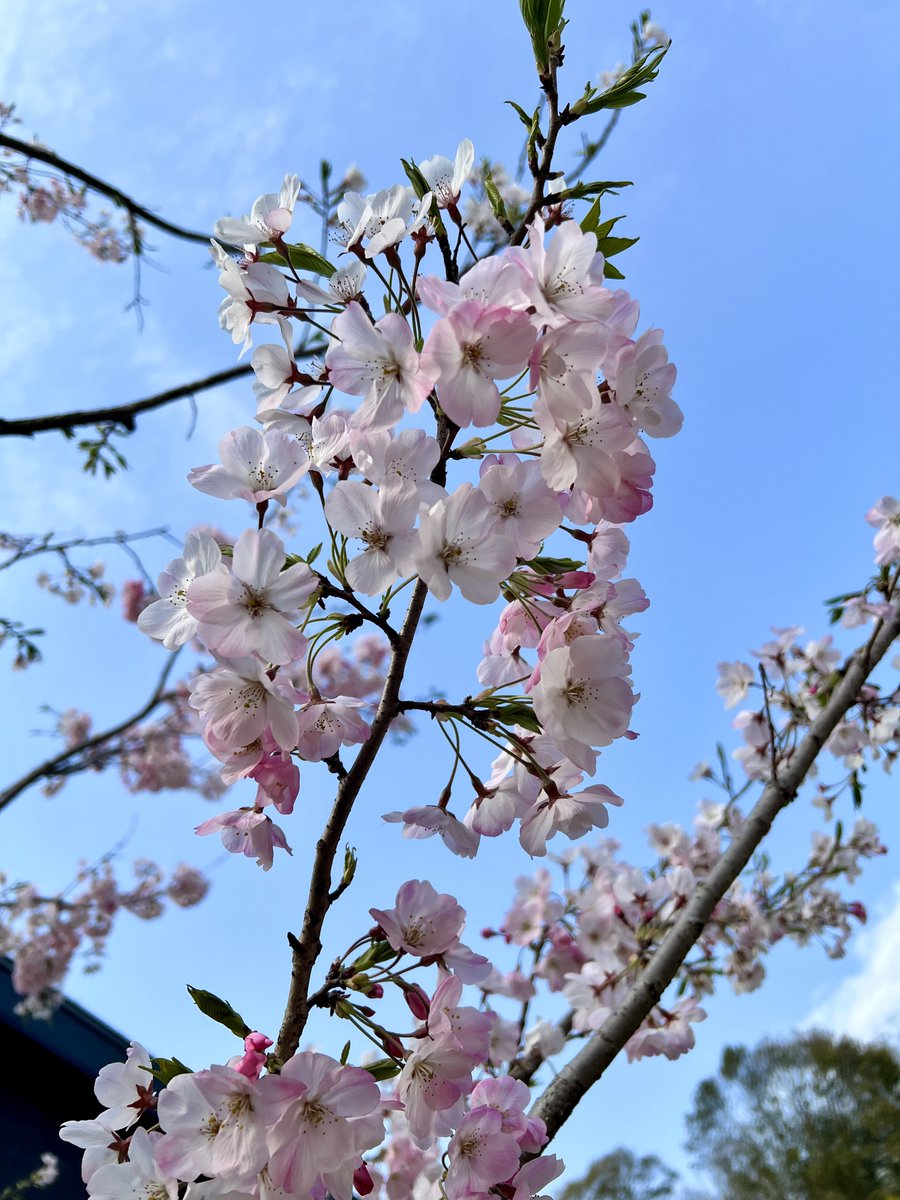 恥骨ちゃん🧬 tweet media