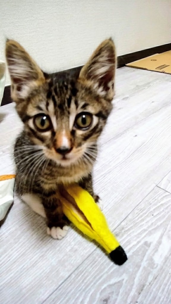 はるえ🪩(旧nyaonyaonyaoya) tweet media