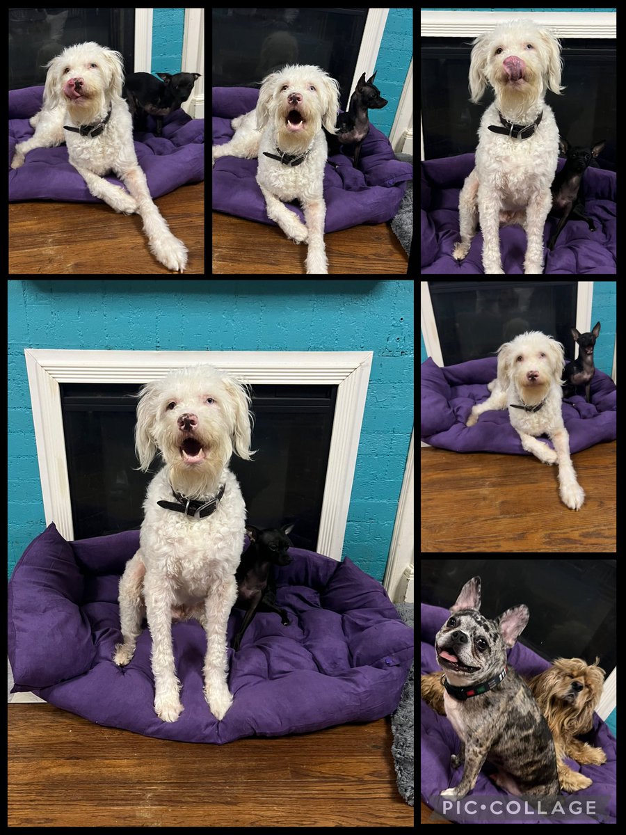 THE HERD HOUSE tweet media