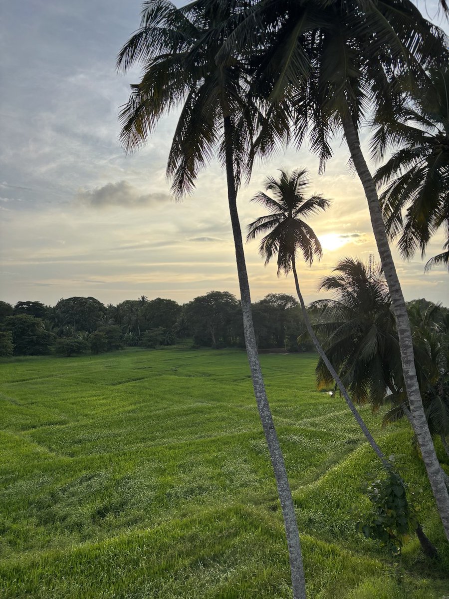 カラピンチャ Karapincha tweet media