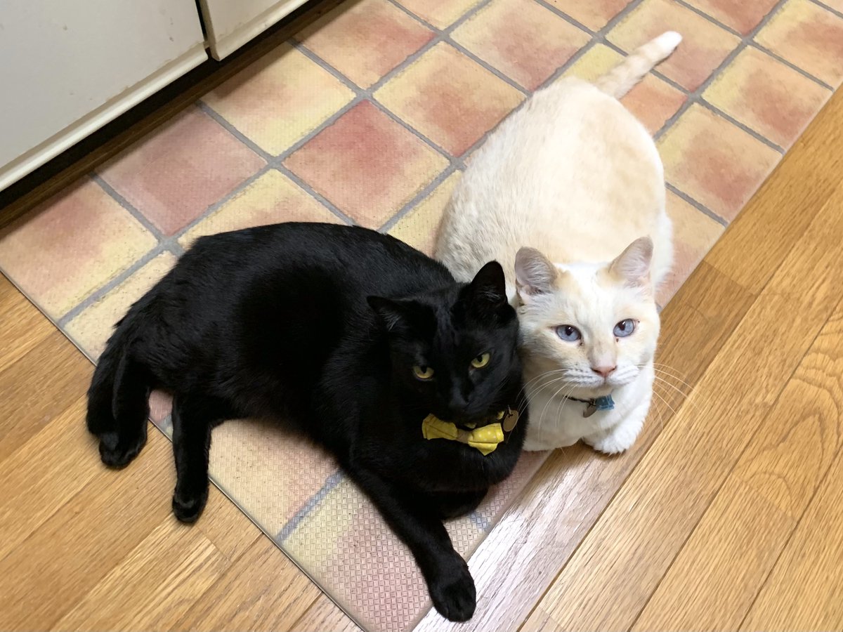 タンビーナ tweet media