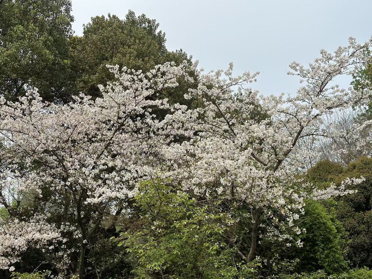 泰格🐨 tweet media