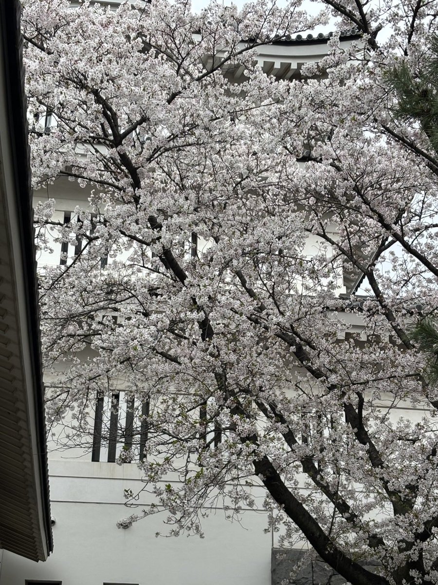 【公式】行田おもてなし観光局 tweet media