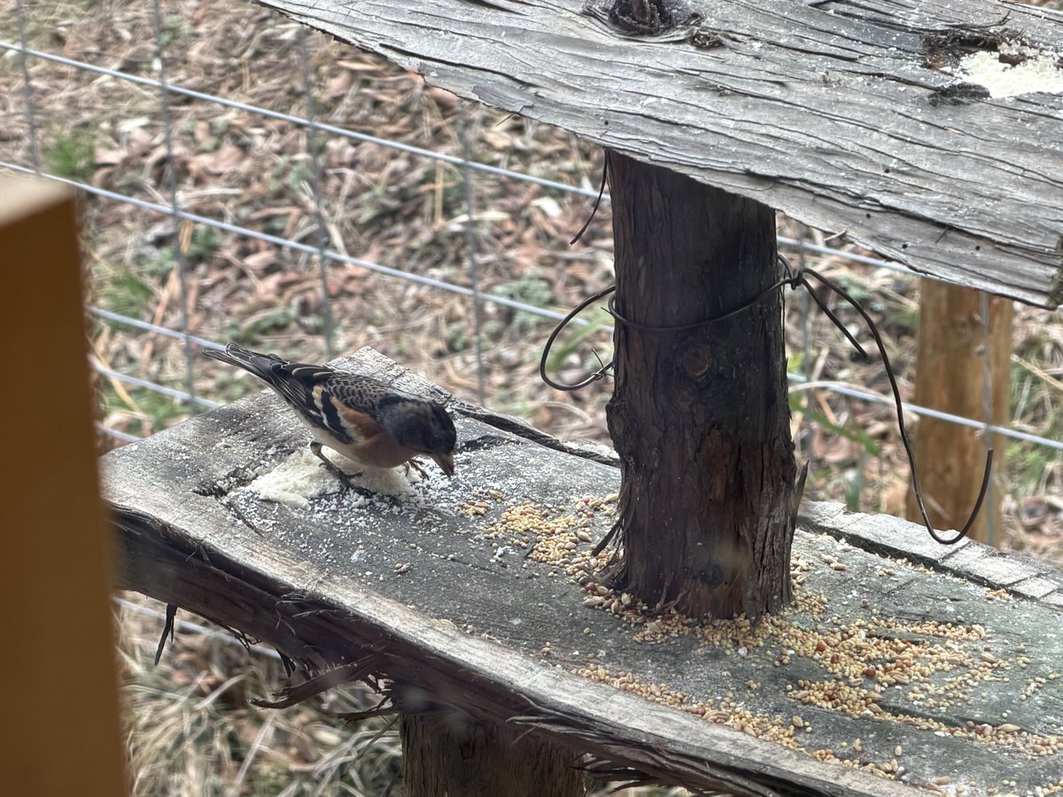 mifi_koushiki's tweet image. 【事務局】
キミ、まだいるの？😅
#宮城県 #利府町 #mifi #アトリ #野鳥 #嘘じゃない