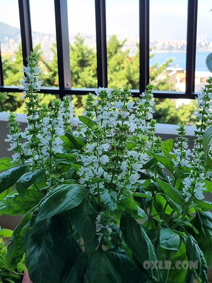 onefineart's tweet image. The sweetest moment, to stay on your balcony in Jounieh Bay near this plant... who knows the name of the plant shown in the image? lebanonpostcard.com
#sweetest #moment #stay #balcony #jounieh #plant #discover #lebanon #sweetmoment #adore