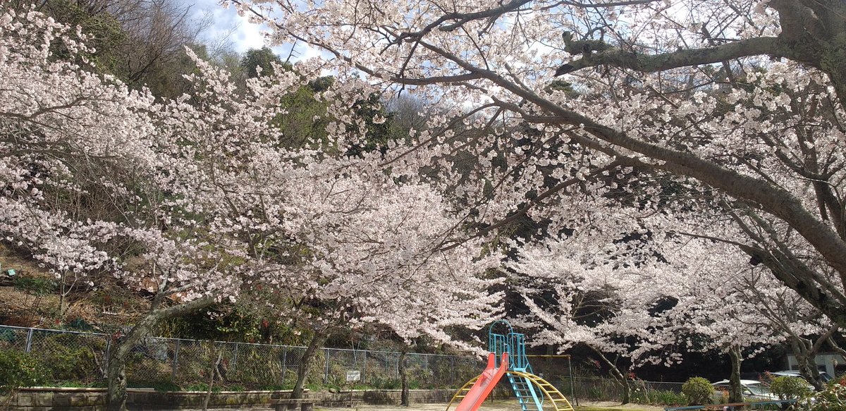 ansinnetwork's tweet photo. 新年度を迎え、松ヶ丘の公園の桜も満開ですっ🌸新生活の始まりに、ご加入の保険の見直しをお忘れなく！！＃東京海上＃保険＃代理店＃呉＃焼山＃あんしんネットワーク＃桜 https://t.co/yI7P0hsOSj