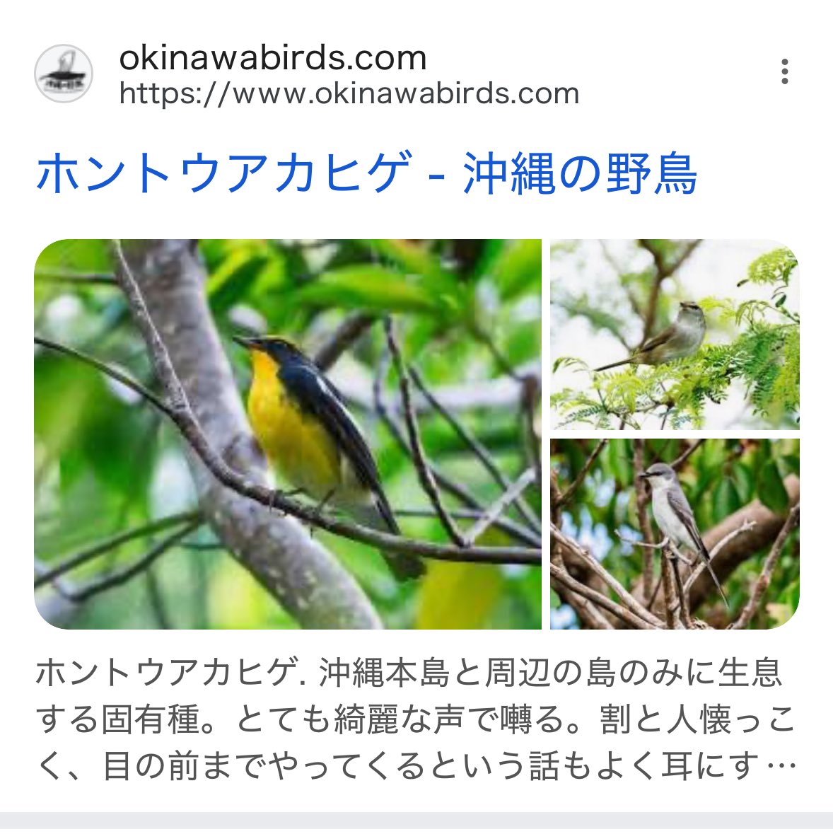 木霊 鳥子🕊️🕊️ 🕊️ 🦭 tweet media