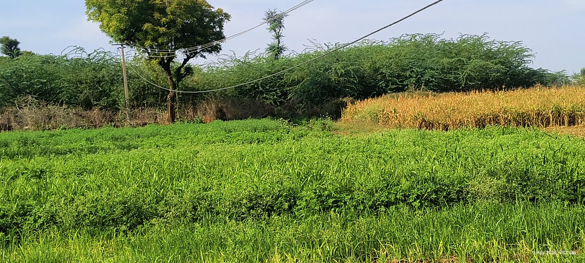 Devendr30247120's tweet photo. @ccc_jdvvnl This electric wire in my field has fallen very low. Please repair it as soon as possible. https://t.co/gBCxShY74i