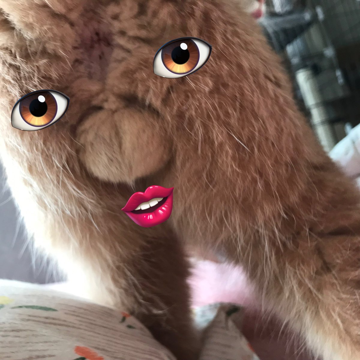 ひらめ tweet media