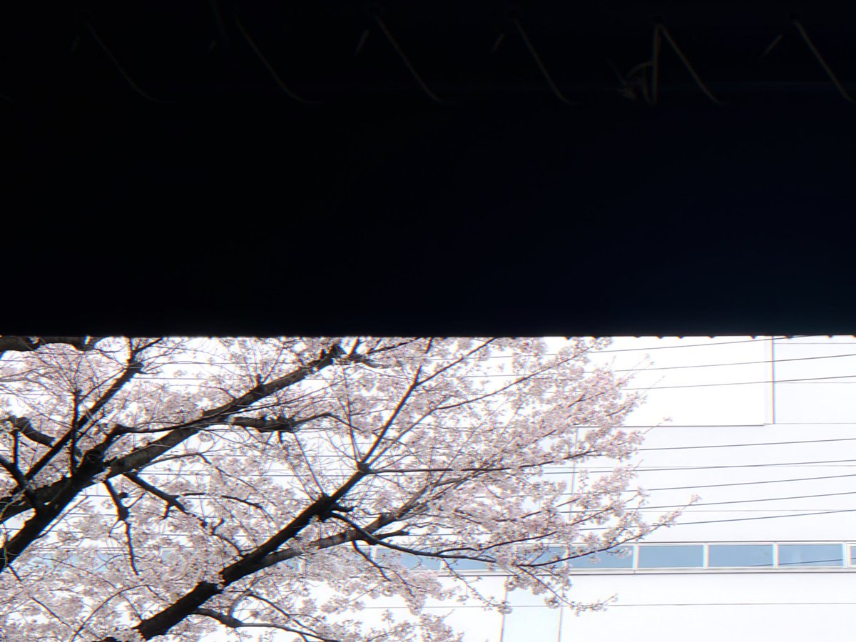 サカサクラゲ tweet media