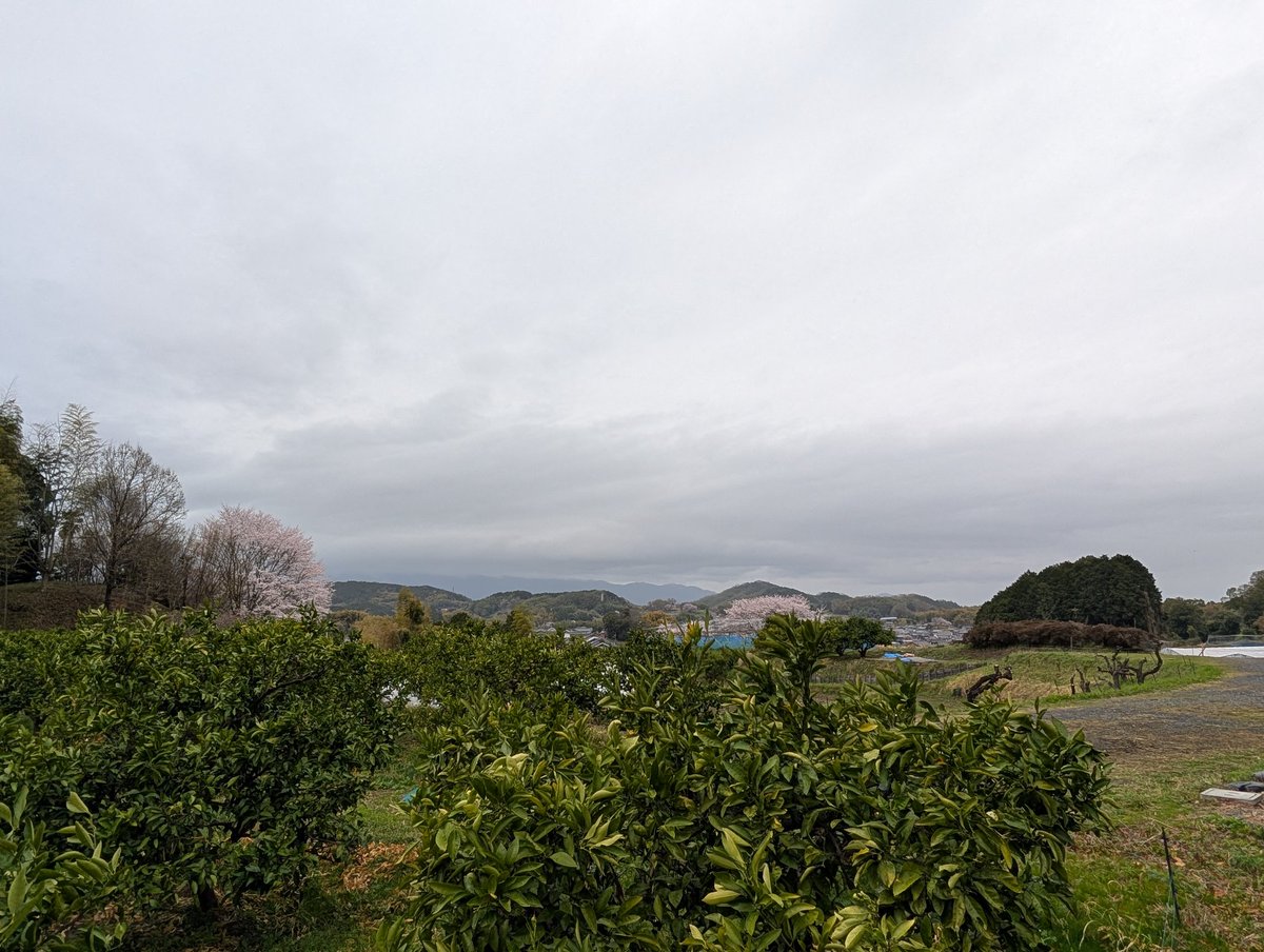 扶余と飛鳥 tweet media